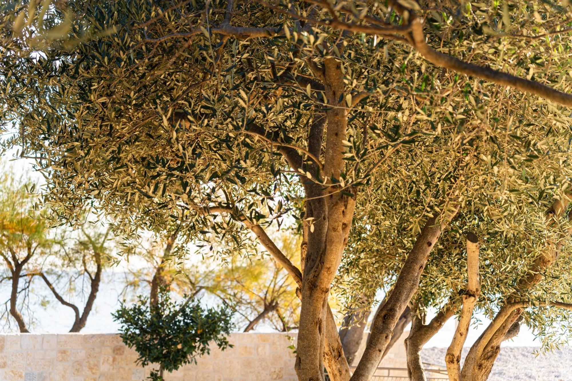 וודיצה O'Life Boutique Apartments מראה חיצוני תמונה